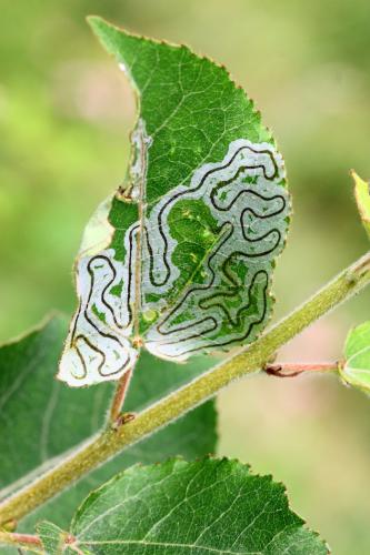 Phyllocnistis labyrinthella
